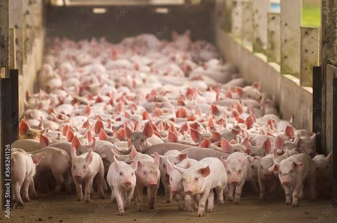 Santa Catarina alcança recorde no Valor da Produção Agropecuária em 2023; destaque para a produção animal