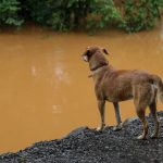 Ações de Resgate de Animais Silvestres São Intensificadas pelos Bombeiros de Vitor Meireles