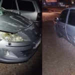 Cadela e filhotes são resgatados em Taió após denúncia de maus-tratos