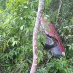 Idoso fica ferido em colisão lateral na BR-470 em Pouso Redondo