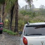 Raríssimo gato-do-mato melânico é resgatado em Jaraguá do Sul