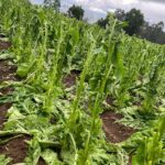 Câmara de Pouso Redondo aprova Plano Plurianual e repasse ao Olaria FC