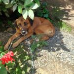 Homem é preso em flagrante após furtar objetos de secretaria paroquial em Rio do Sul