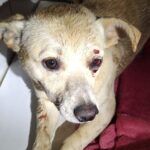 Capotamento de veículo deixa mulher ferida em Lontras