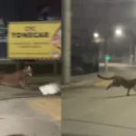 Braço do Trombudo decreta situação de emergência após estragos causados por temporal